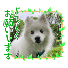 日本スピッツ響のスタンプ２