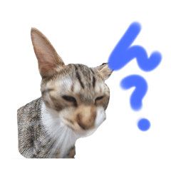 うちの子。ねこ。