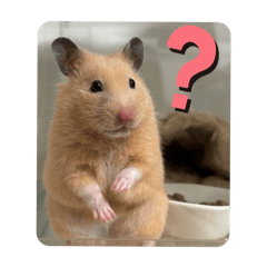 キンクマきなこの日々