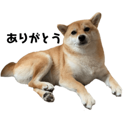 ぺこと申します