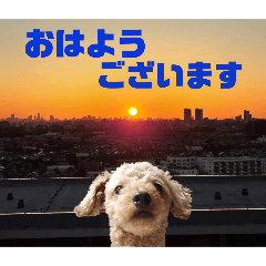 トイプードルのもち14