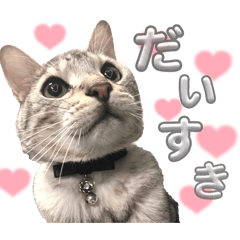 虎白#こっちゃん②