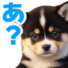 可愛く煽る柴犬☆黒