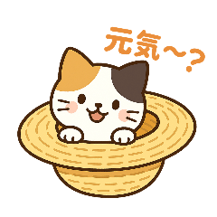 収まりネコ、丸まりネコ　夏