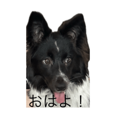 ノアちゃん（ボーダー）