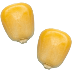 とうもろこし　実写