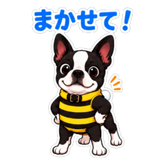 ボストンテリア BOSSくん
