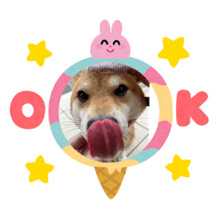 豆柴　蘭丸　vol.2