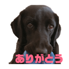 ラブラドールレトリーバーのヴァニラ