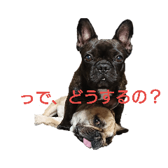 フレブルあんきな