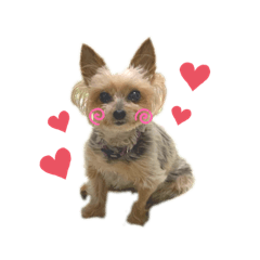 ココちゃん♀のスタンプ