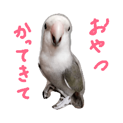 鳥さんのご挨拶