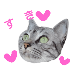 世界で一番可愛いネコ miu