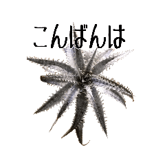 植物が好きな人へ日常で使えるメッセージ