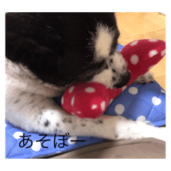 我が家のツンデレ姫