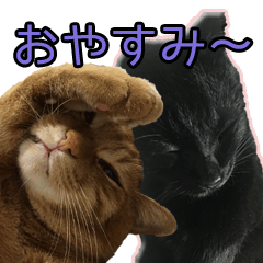 ネコの楓とはっさく