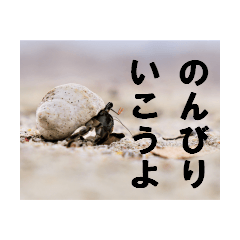 動物写真のスタンプ