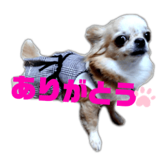 犬のお友達 :ありがとう&ごめんなさい