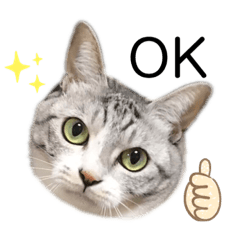 とらまめぽん！！