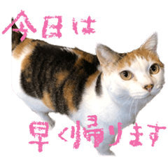 三毛猫の写真スタンプ～帰宅編～