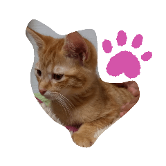 動物可愛いよね