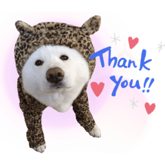 秋田犬 小梅ちゃん