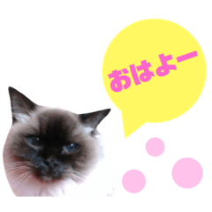 ２１歳ラグドールタフィーの日常スタンプ