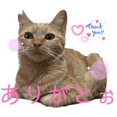 ゆずトロスタンプ