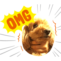 トイプードル【ココちゃん】