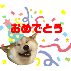 柴犬　実写スタンプ