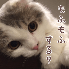 おもちのもふもふ日和2 -実写ver-