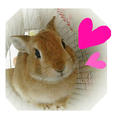 リアル！うさぎのマロンちゃん