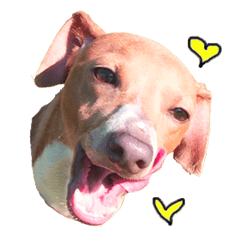 イタグレえんぞうの日常