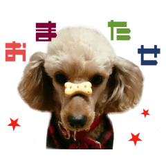 リアルDOG トイプードル Love Friend