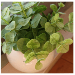 観葉植物に表情をつけました。