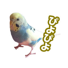 セキセイインコのチャコティ