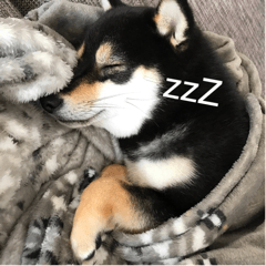 豆柴あずき 第2弾