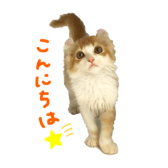 カールボーイスタンプ