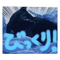 猫ですが、こう考える