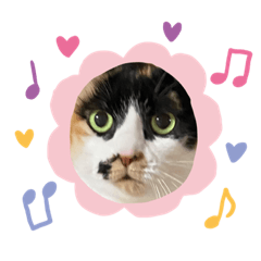 うちのニャンコたち オールスター編