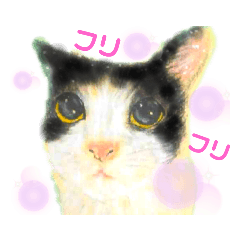 ネコと私とあなた