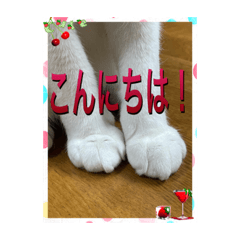 ニャンコの返事5