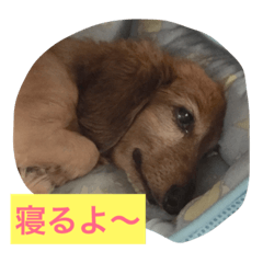 飼い犬