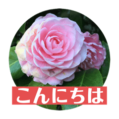 お花を添えてご挨拶（日常・敬語）