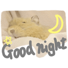 かわいいどうぶつ(デグー)