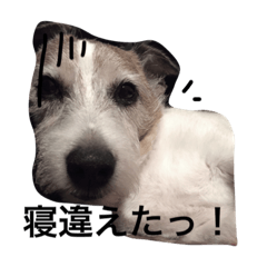 毎日がジャックラッセルテリアでいっぱい！