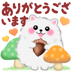 ポメラニアン❤️ぽちゃん「秋」