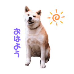 秋田犬のころちゃん2