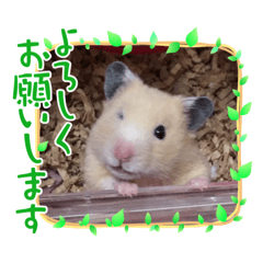 キンクマもんちゃん