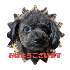 ☆黒☆わんこ☆®︎Rinku®︎